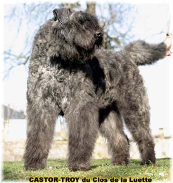 BOUVIER DES FLANDRES ET TRAVAIL du Clos de la Luette Copyright